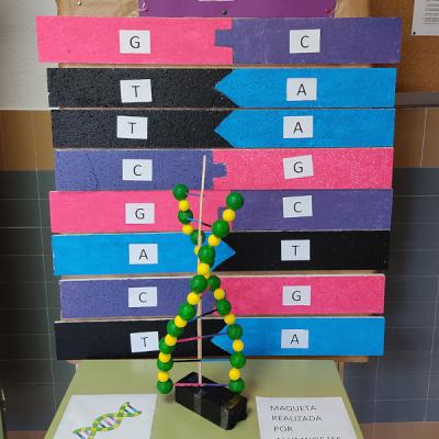 Maqueta de ADN